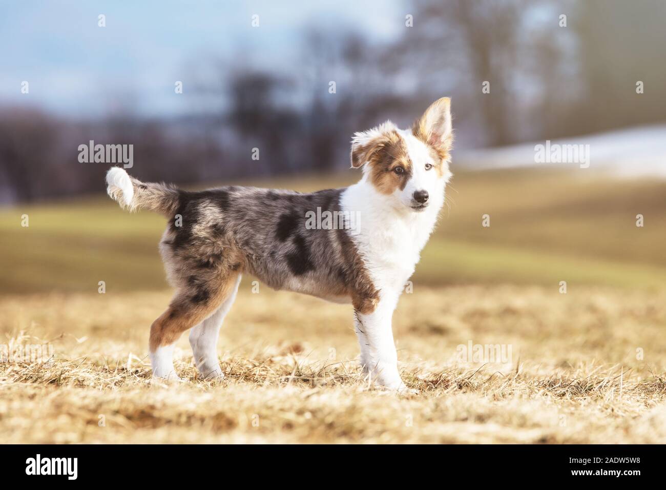 one cute puppy dog is standing on a meadow in spring time Stock Photo
