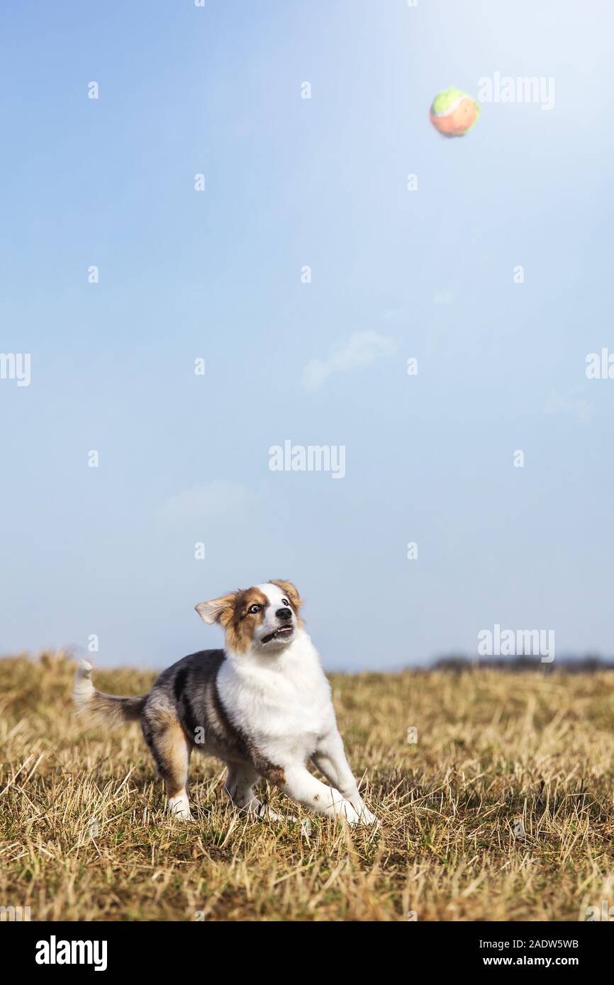 half breed puppy dog is playing with a ball on a meadow, following the toy in the air with the eyes Stock Photo
