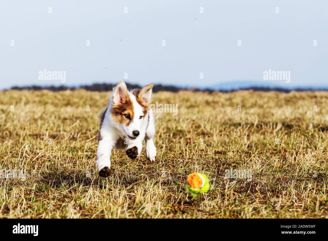 puppy dog is playing with a dog toy on a meadow, spring time Stock Photo