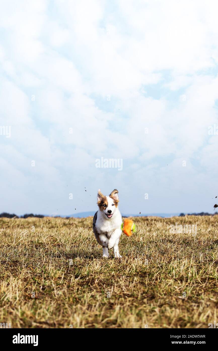 puppy dog is playing with dog toy on a meadow, blue sky with clouds in the background Stock Photo