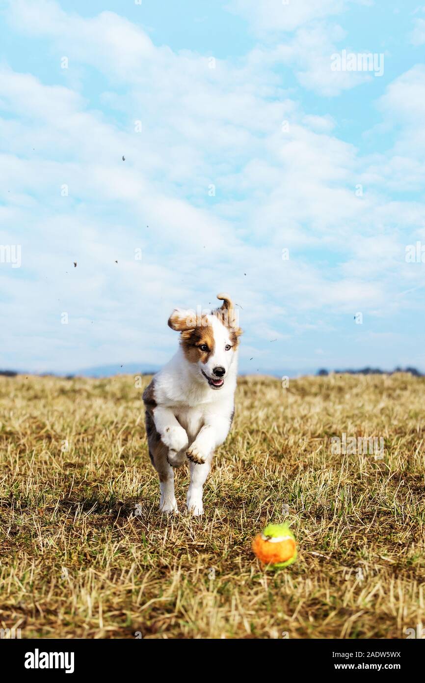 half breed puppy dog is hunting a ball on a meadow, having fun while jumping Stock Photo