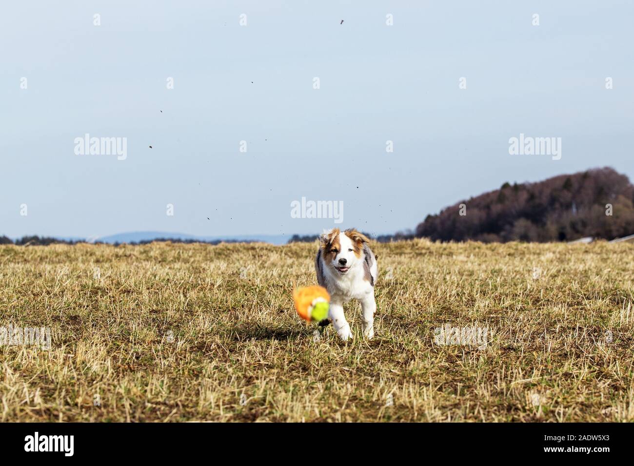 one puppy dog is running over a meadow, hunting a toy ball Stock Photo