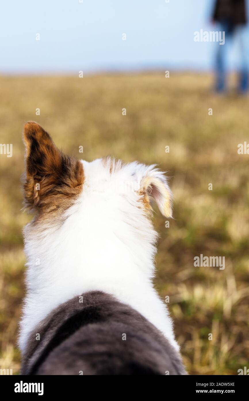dog puppy is sitting on a meadow, backside view, man is standing in the background Stock Photo