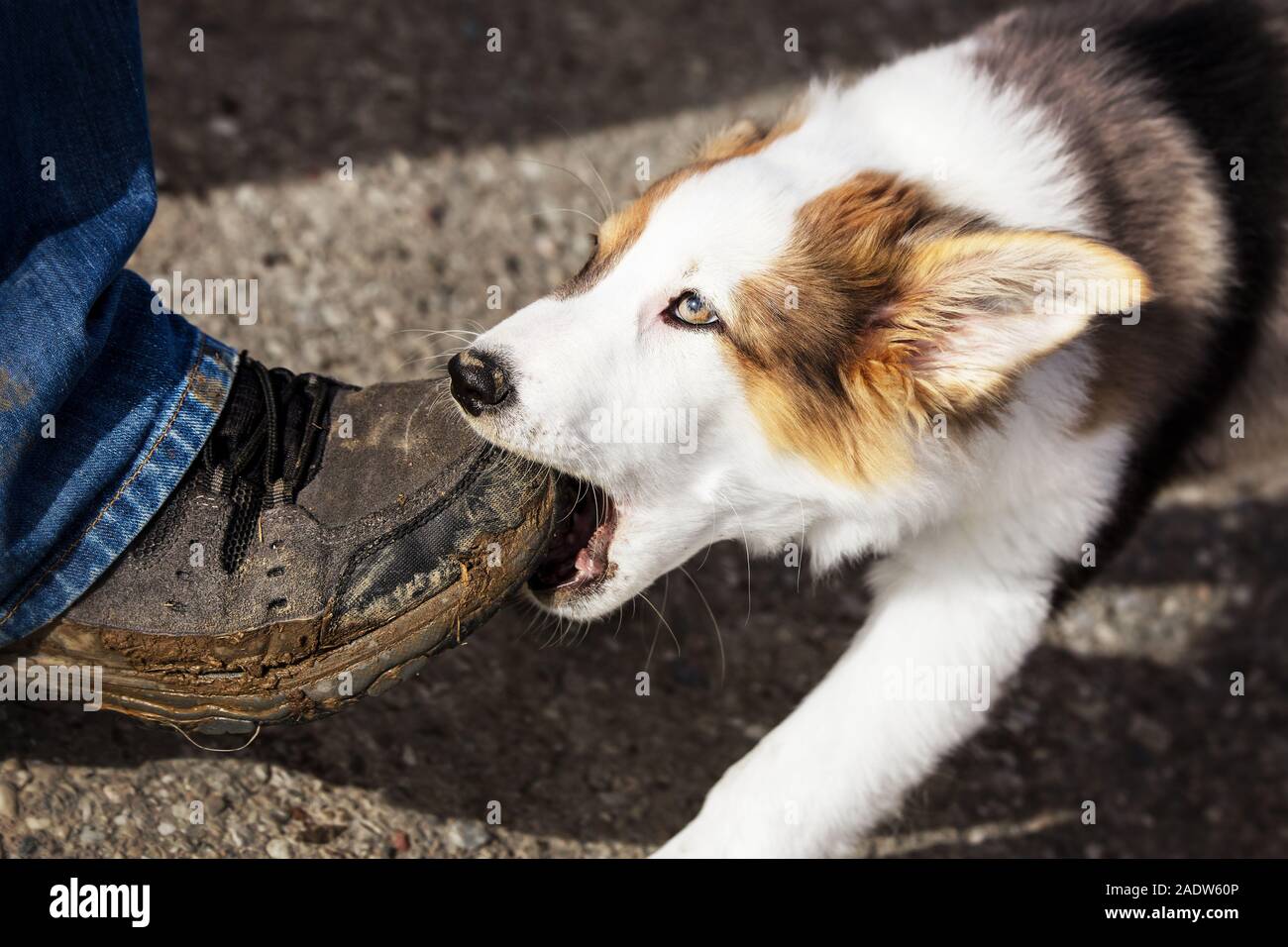 cute puppy dog is gnawing on a humans shoe, outdoor on a street Stock