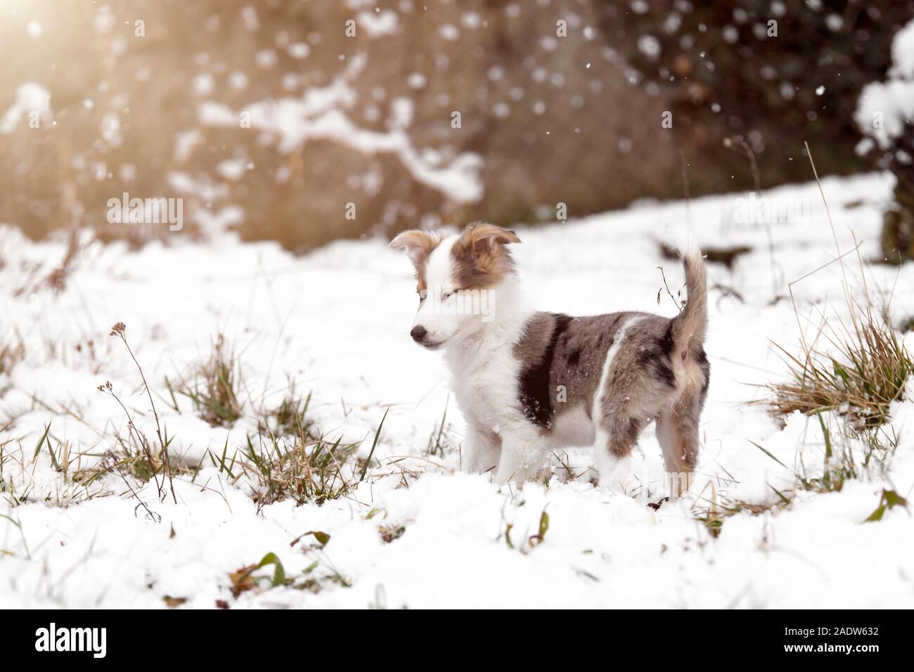 Puppy or young dog in the snow with snowflakes and sunshine, winter and whelp Stock Photo