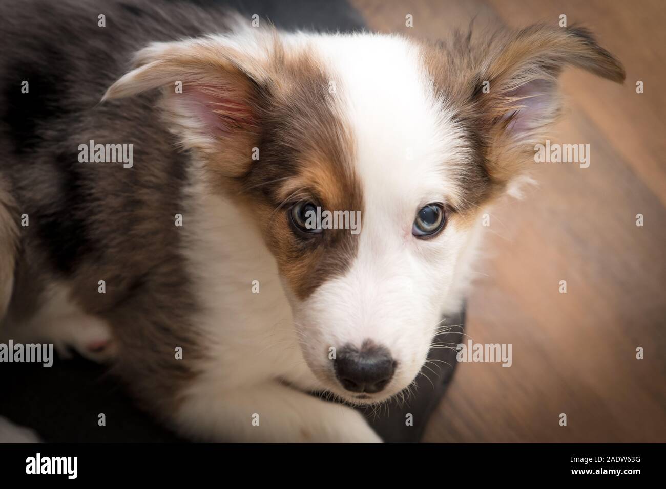 Little mixbreed Puppy Dog looking an the viewer, Portrait of a dog