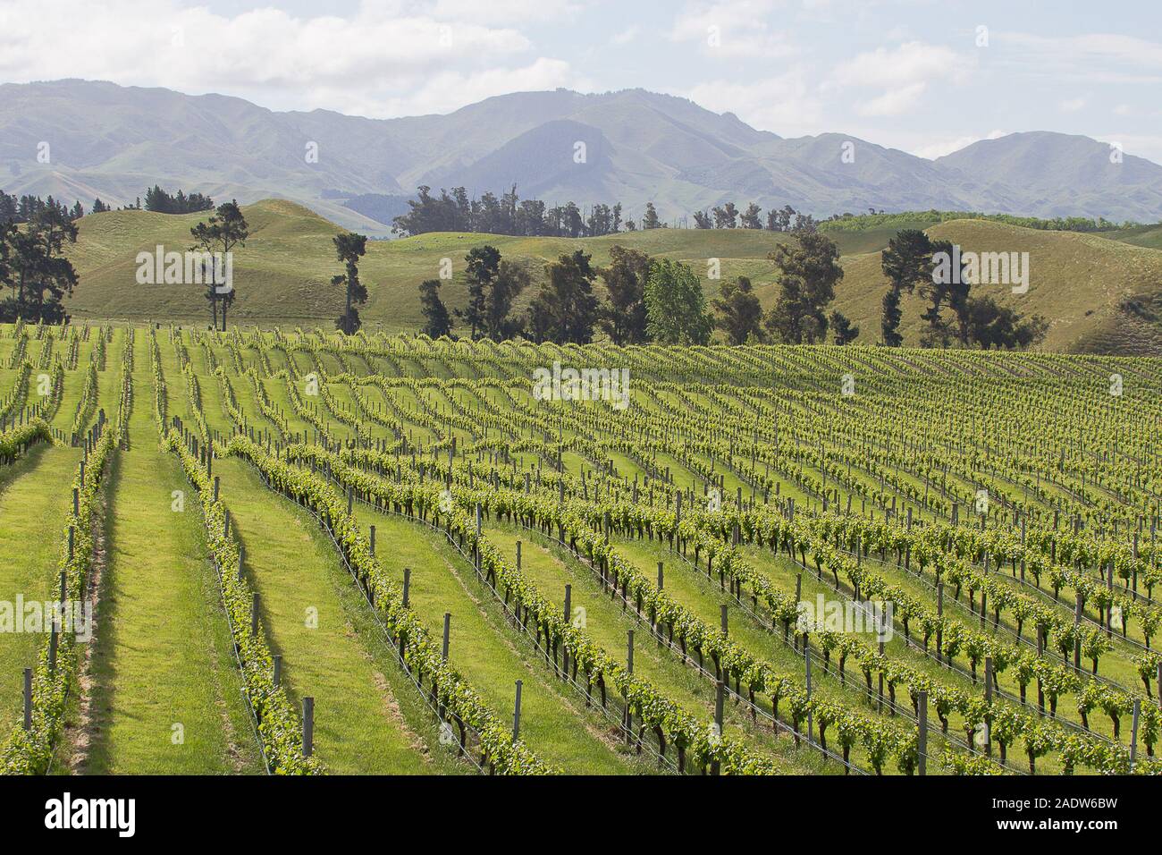 View of beautiful Marlborough vineyards (near Seddon) in rolling land with hills backdrop. Stock Photo