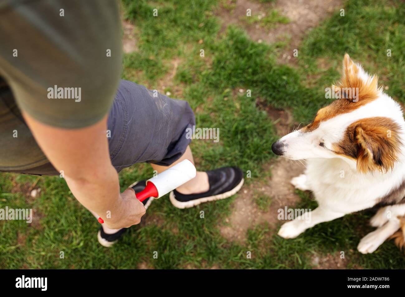 adult woman is using a lint roller to remove the hairs from her cute puppy dog from her trousers Stock Photo