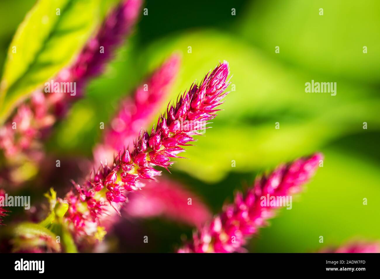 closeup of some purple celosia argentea in the garden Stock Photo