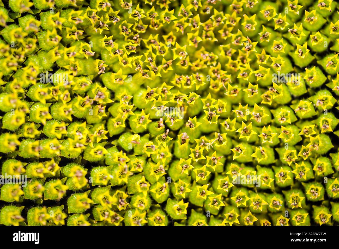 Closeup or macro shot of an sunflower in the summer light Stock Photo