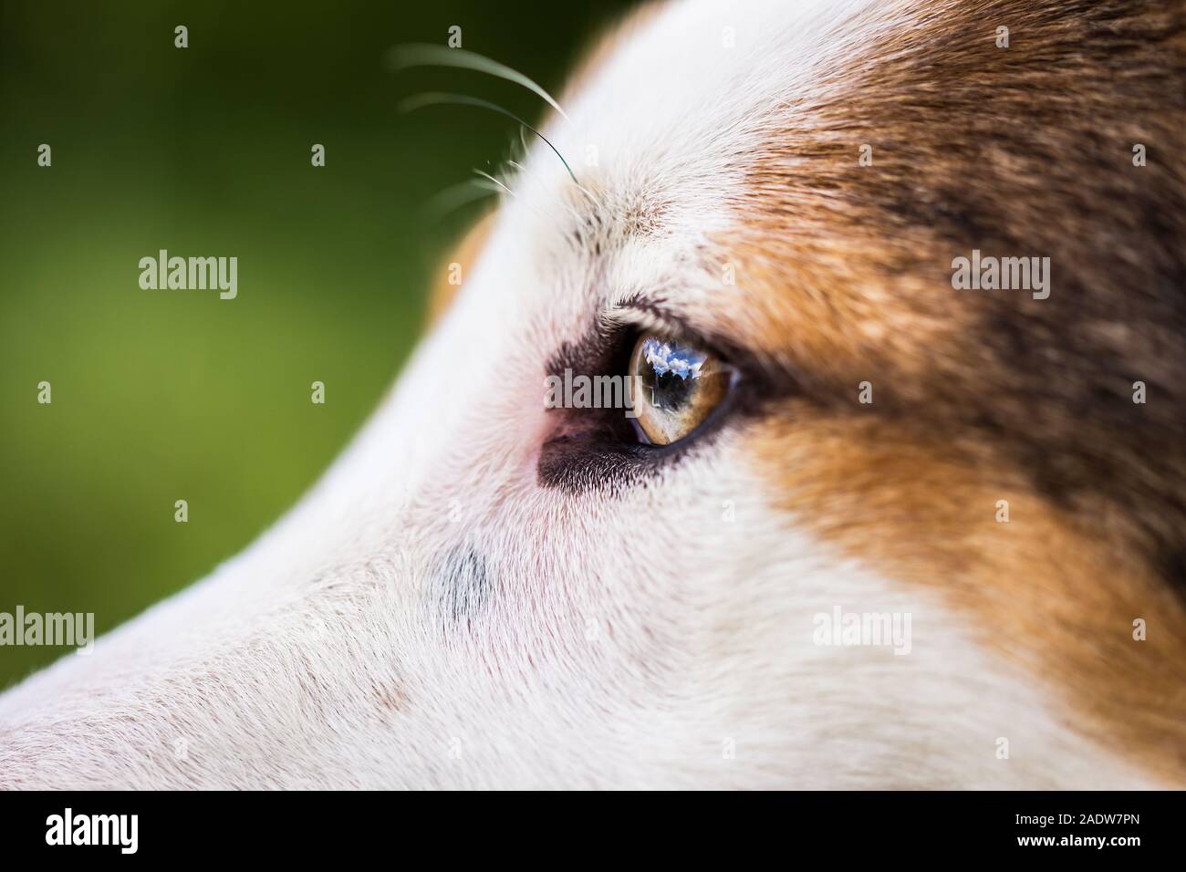 portrait of an mongrel dog, closeup of the face Stock Photo