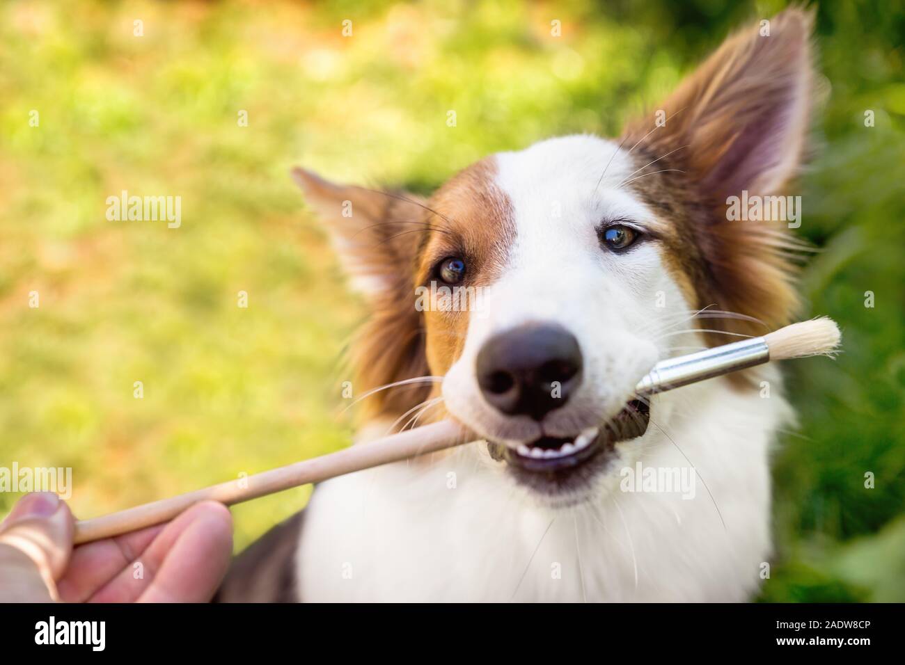 funny cute puppy dog with a brush in his mouth, looks like a big smile Stock Photo