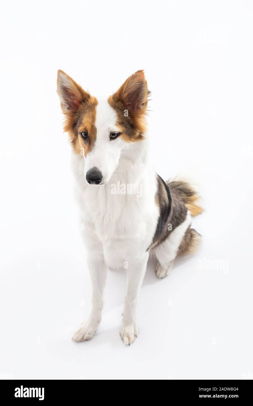 cute mongrel puppy dog is sitting in front of white background Stock Photo