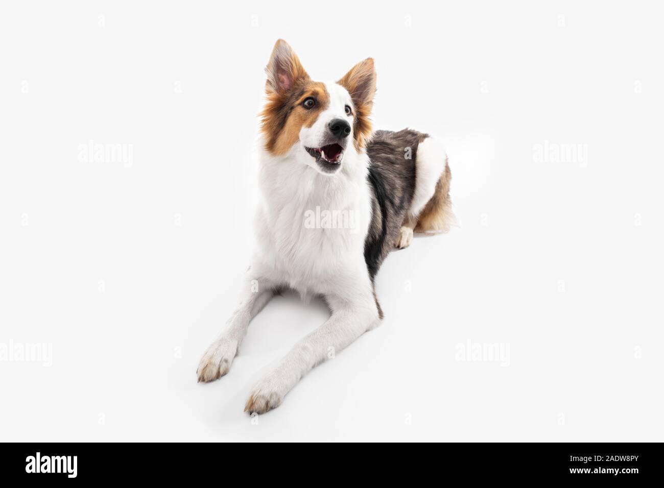 cute mongrel puppy dog is lying on the floor, white background Stock Photo