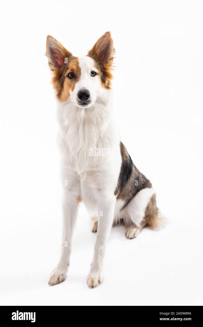 mixed-breed puppy is sitting on the floor, in front of a white background Stock Photo