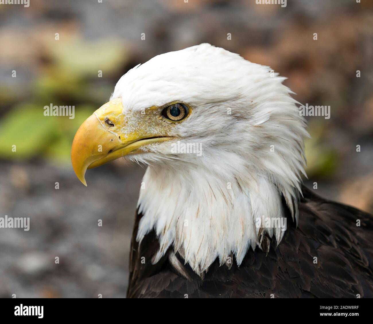 Bald Eagle bird head close-up profile view with a bokeh background   head, eye, beak, plumage in its surrounding and environment. Stock Photo