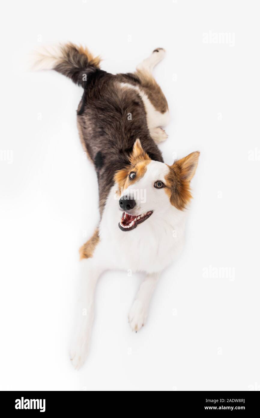 cute puppy is laying on the ground, looking to the viewer, white ...