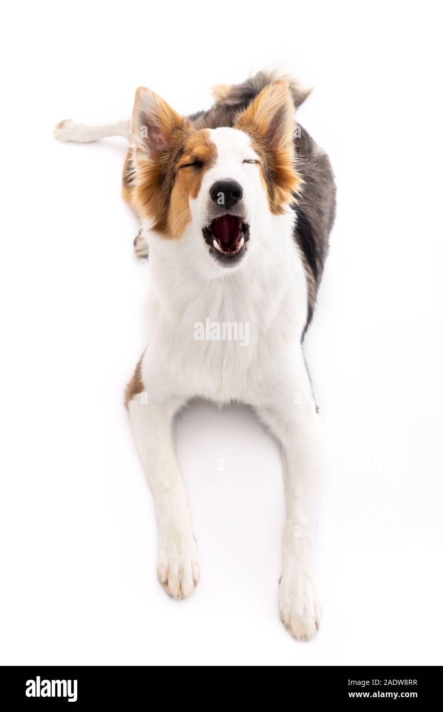 cute puppy is yawning or howling in front of white background, young mongrel dog is laying on the floor Stock Photo