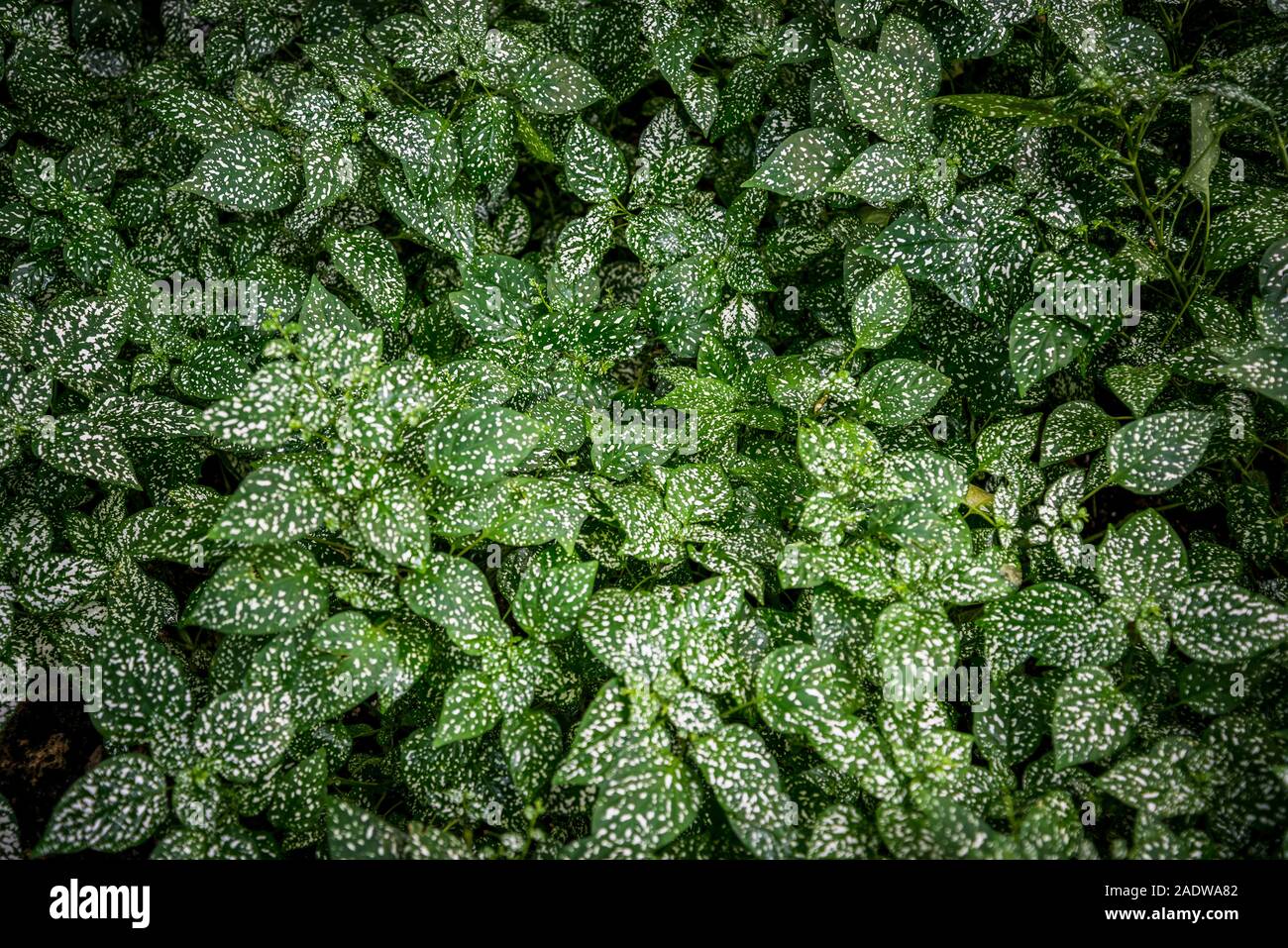 Polka dot plant 'Splash White', Hypoestes phyllostachya, native to Madagascar, Lincoln Park Conservatory, Lincoln Park, North Side, Chicago, Illinois, Stock Photo