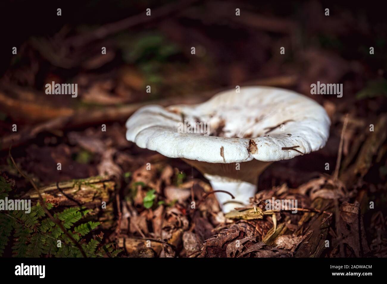 Wild Clitocybe on foliage forest ground, funnel fungus growing up Stock Photo
