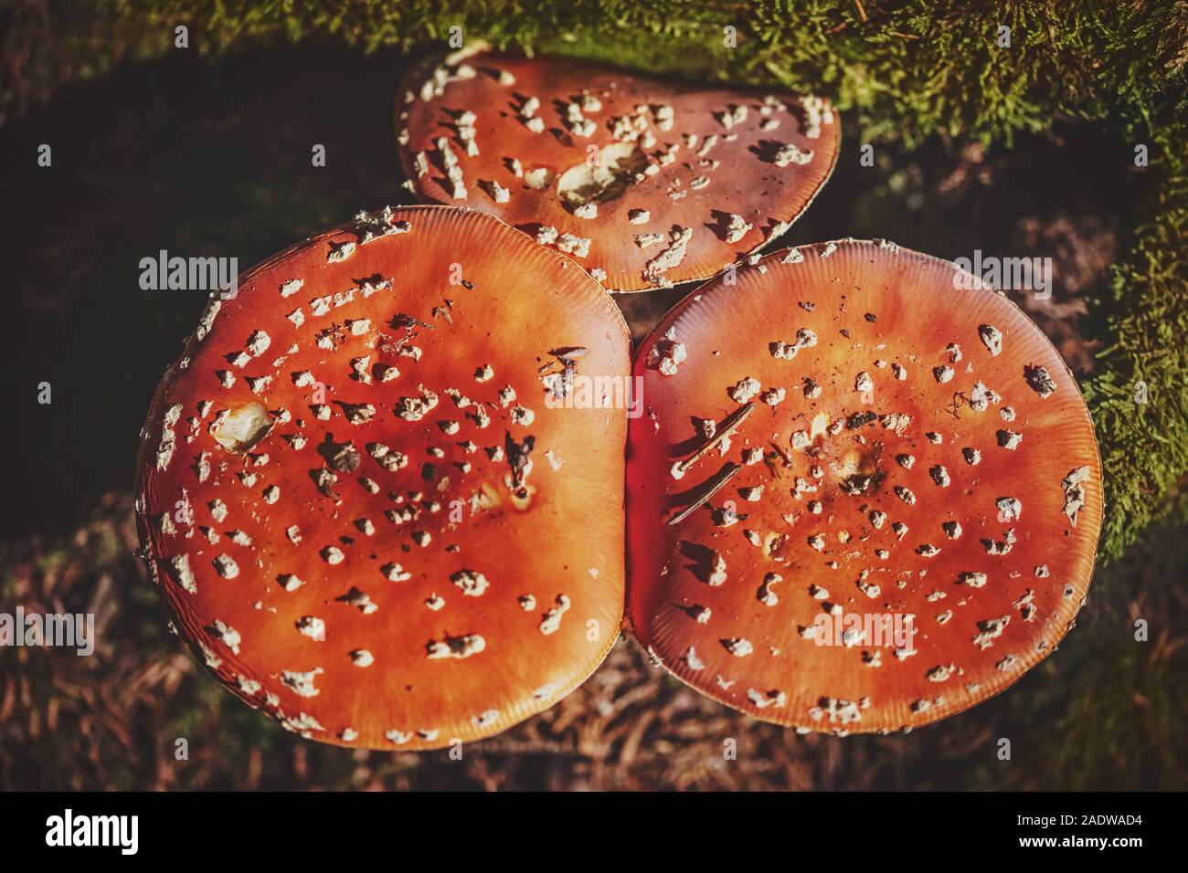 Topview of three big fly agaric or fly amanita on forest ground Stock Photo