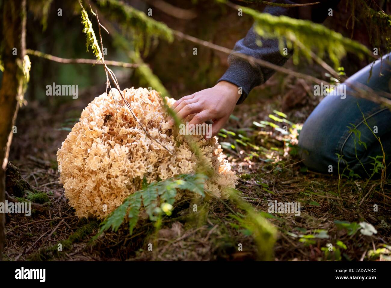 big Sparassis Crispa on the forest ground, woman is going mushrooming Stock Photo
