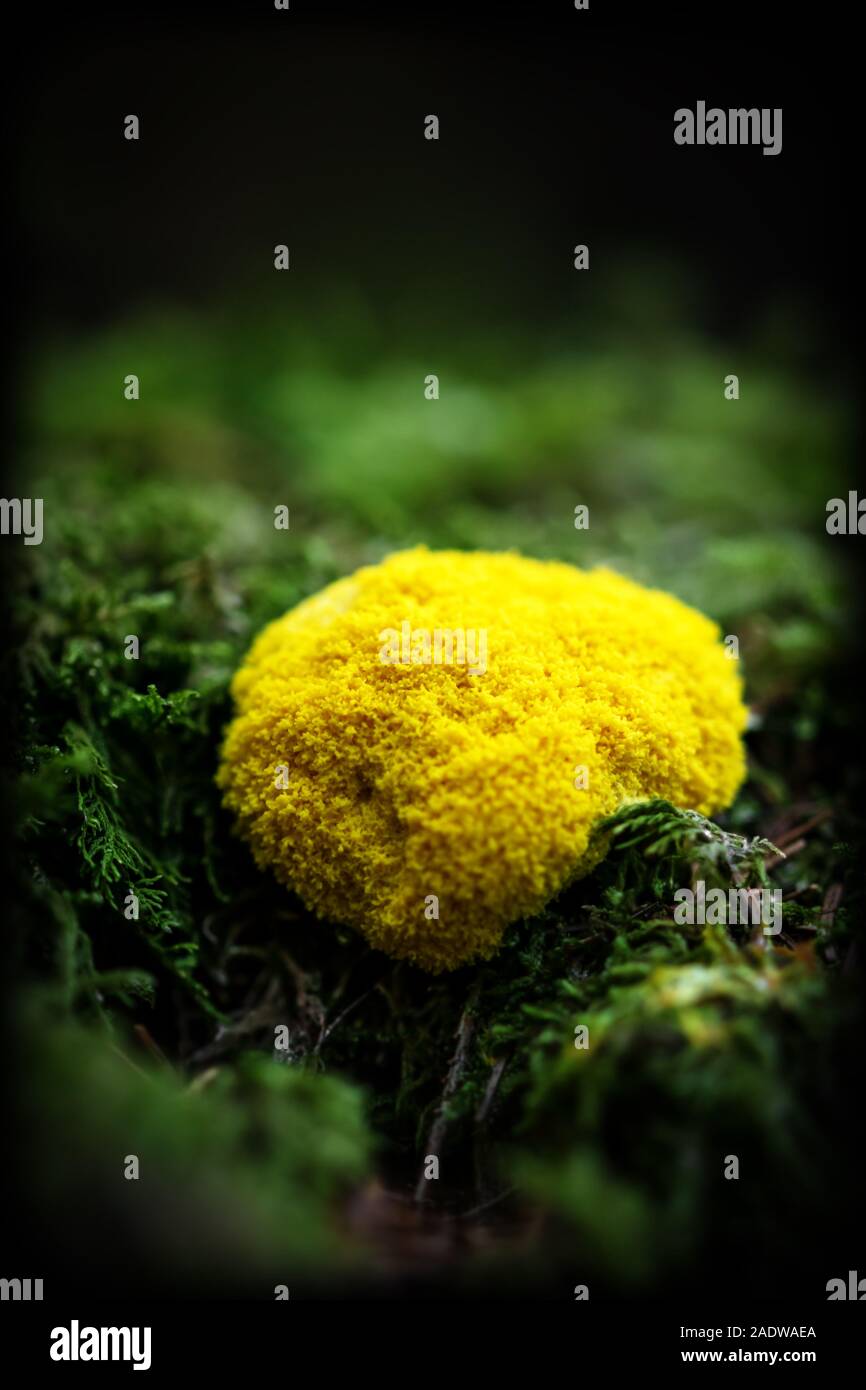 Fuligo Septica, slime mold into a mossy ground in the forest, black copyspace Stock Photo