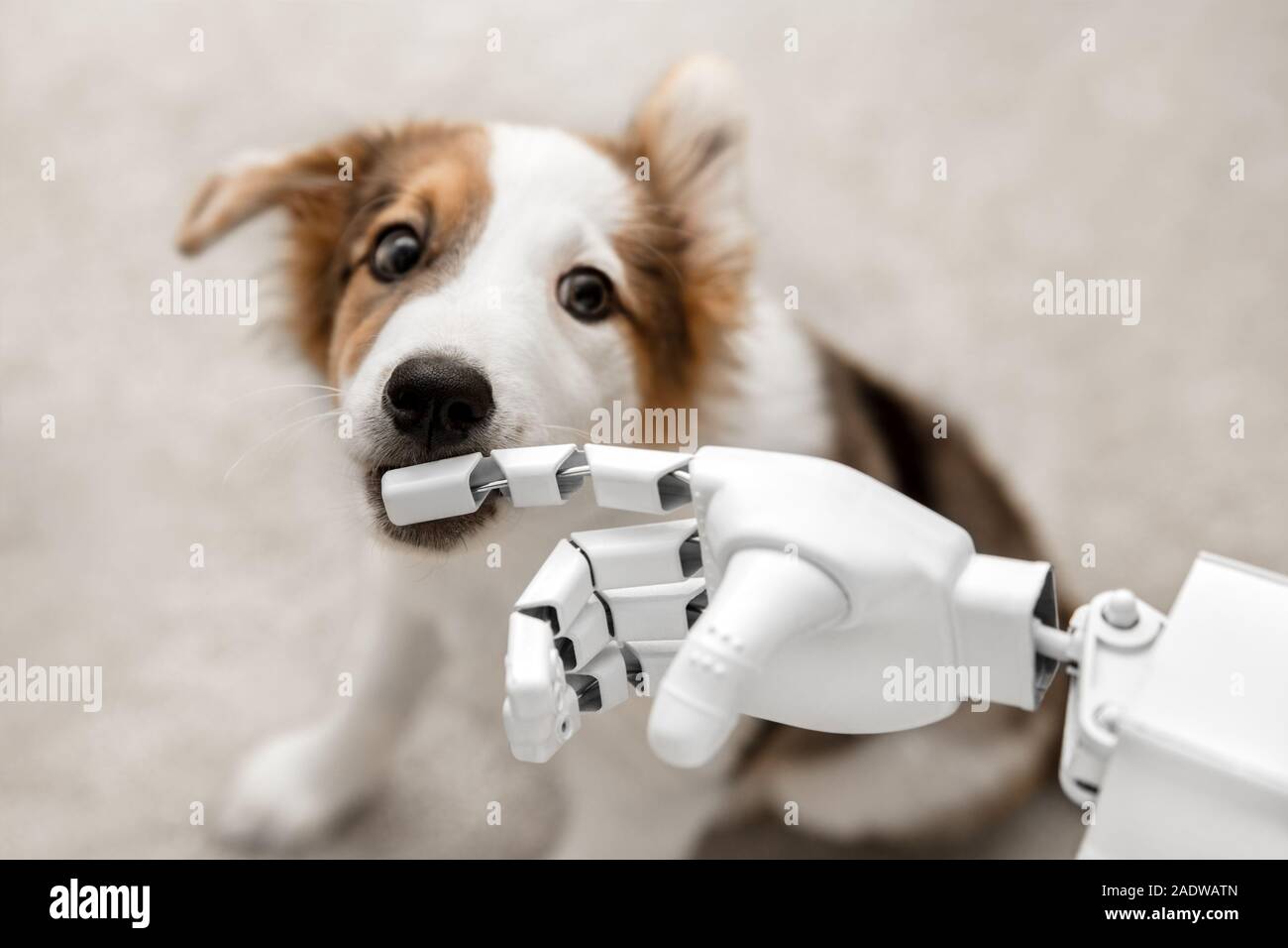 cyborg or robot hand is holding his finger to a puppy, sitting on the floor. concept cybernetic or robotic Stock Photo