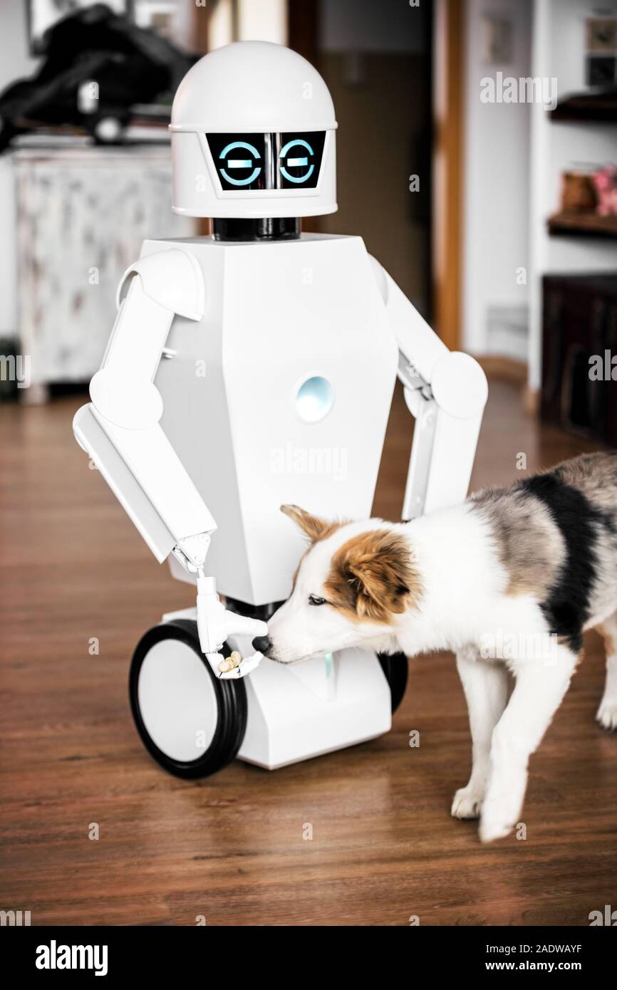 autonomic service robot is giving some food to an cute little puppy Stock Photo