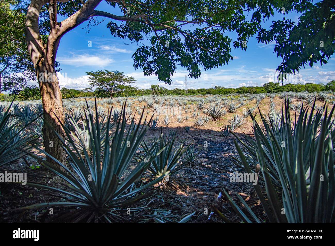 Blue agave plantation hires stock photography and images Alamy