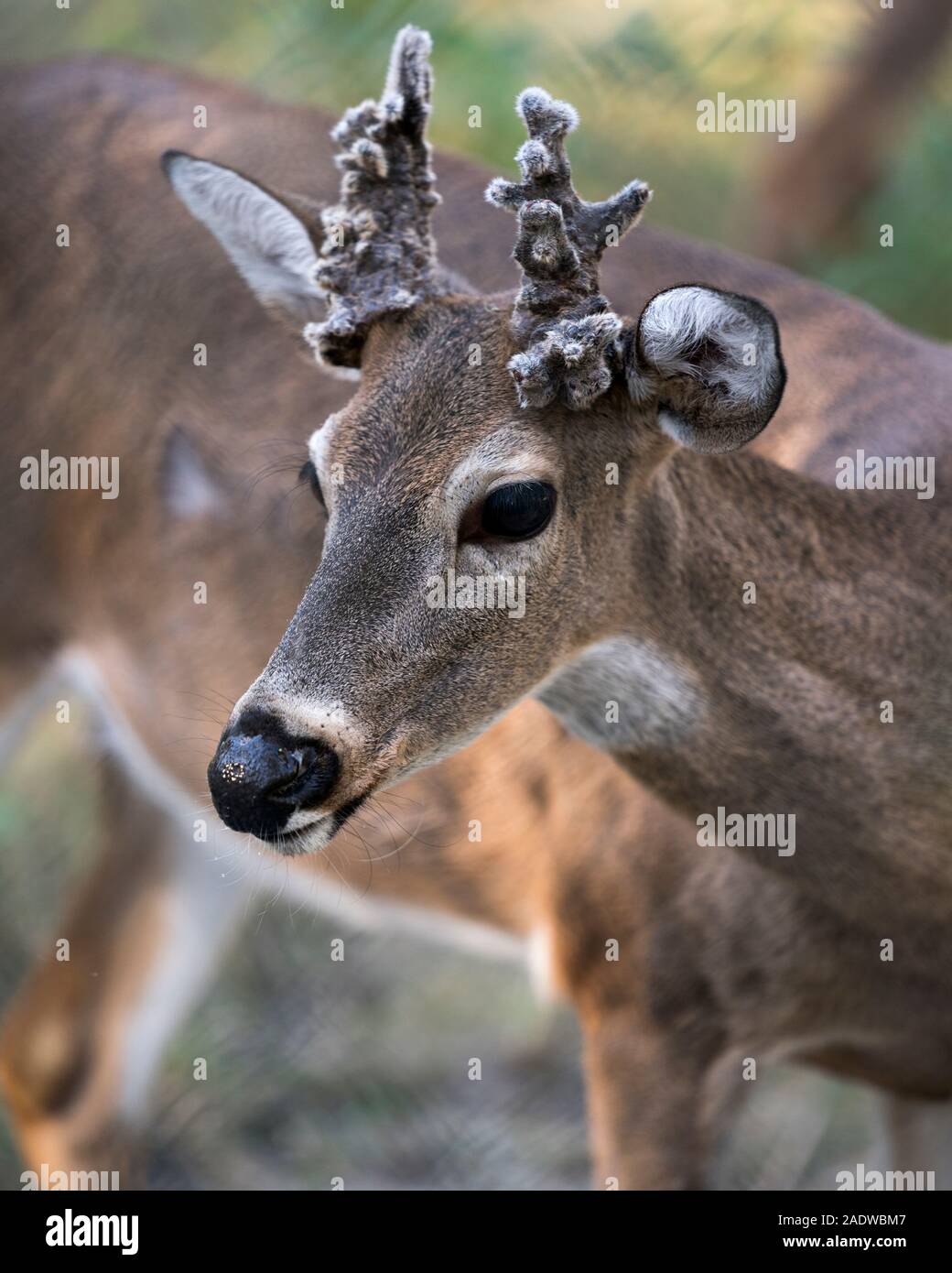 Deer animal White-tailed dear head close-up profile view with bokeh background exposing its head, antlers, ears, eye, mouth, nose, brown fur. Stock Photo