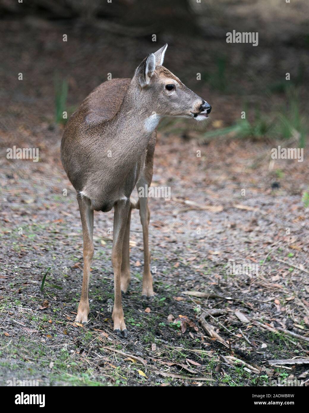 Deer animal White-tailed dear head close-up profile view with bokeh background exposing its head, ears, eye, mouth, nose, brown fur. Stock Photo