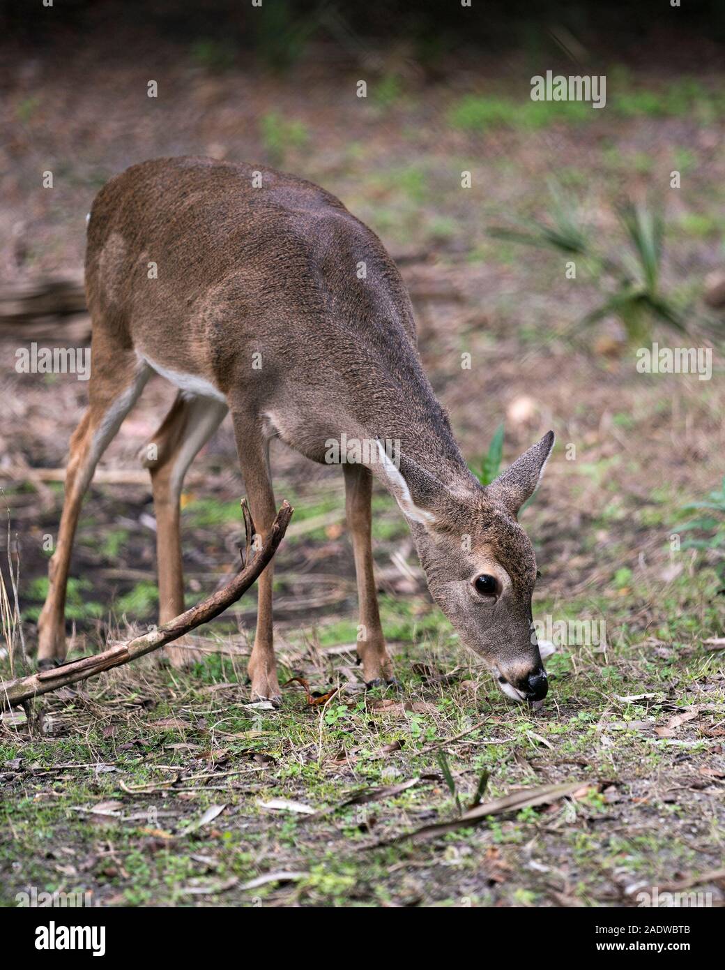 Deer animal White-tailed dear head close-up profile view with foliage background exposing its head,  ears, eye, mouth, nose, brown fur. Stock Photo