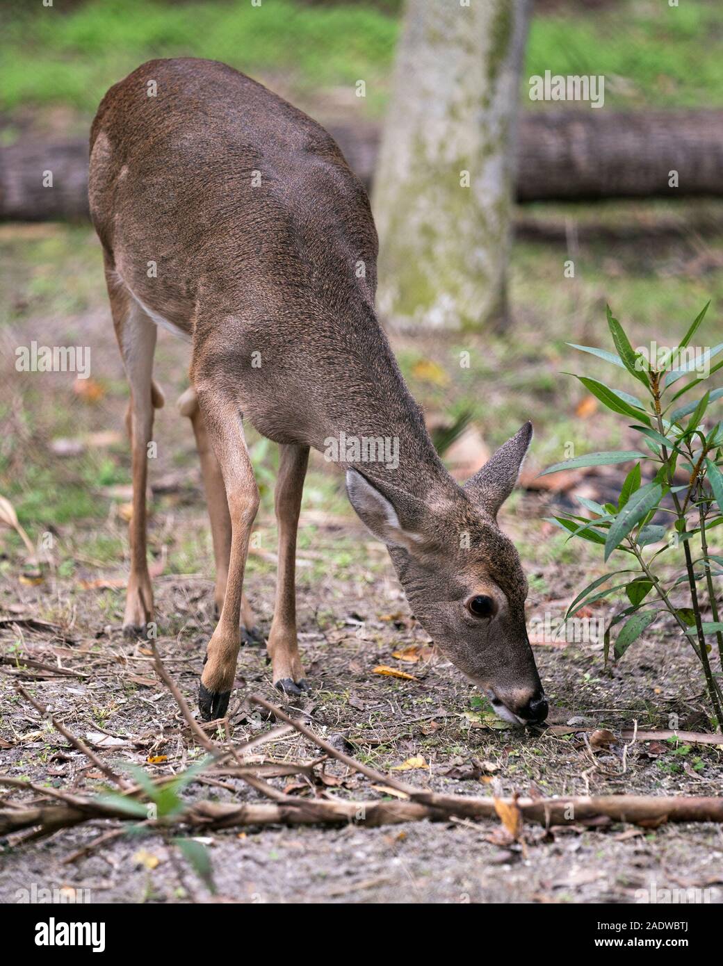 Deer animal White-tailed dear head close-up profile view with foliage background exposing its head,  ears, eye, mouth, nose, brown fur. Stock Photo