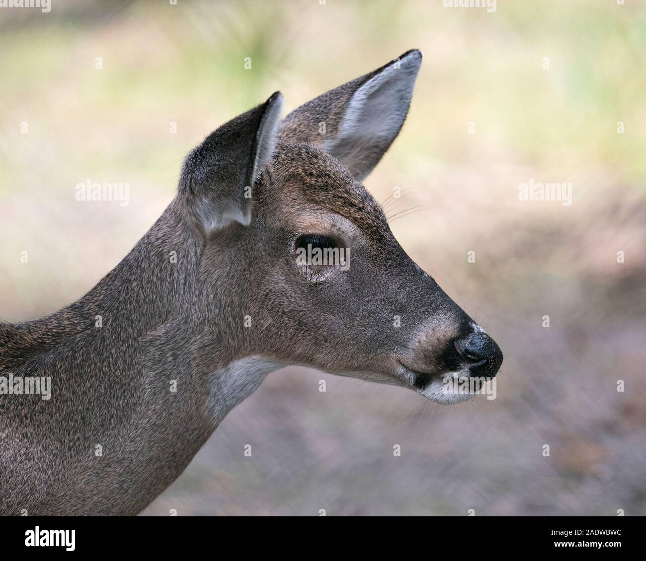 Deer animal White-tailed dear head close-up profile view with bokeh background displaying its head, ears, eye, mouth, nose, brown fur. Stock Photo