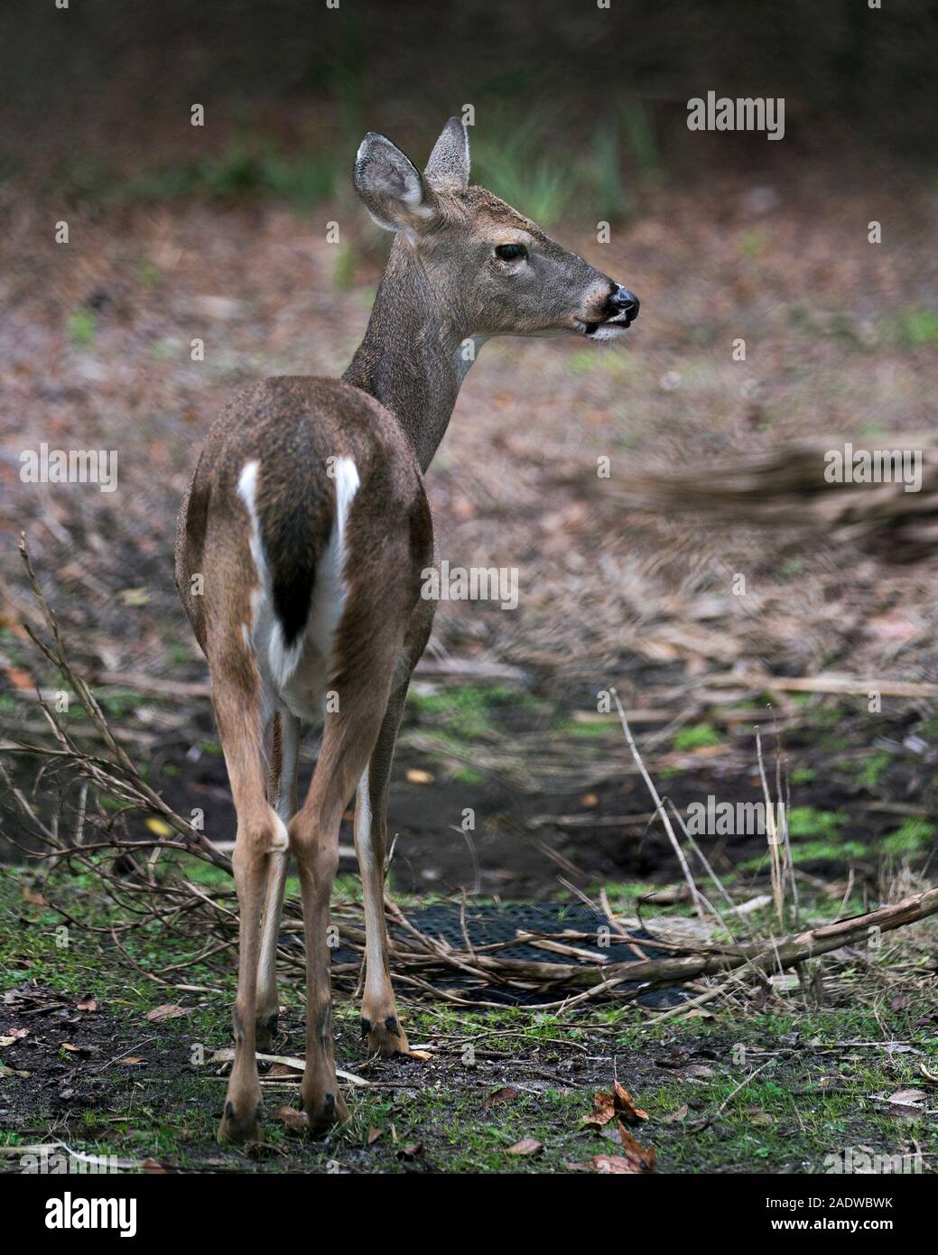 Deer animal White-tailed dear head close-up profile view with bokeh background exposing its head, ears, eye, mouth, nose, brown fur in its surrounding Stock Photo