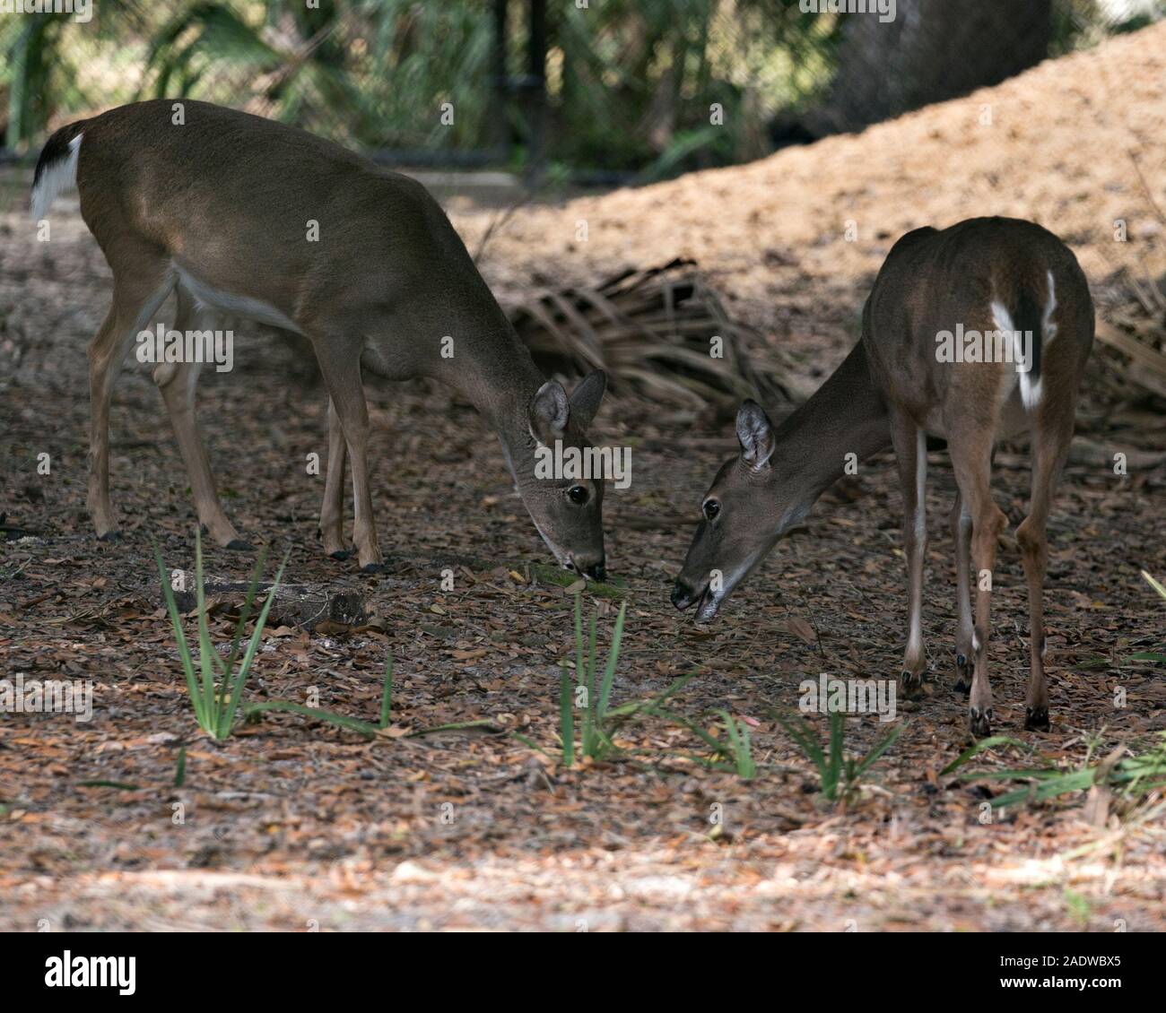 Deer animal couple in their environment and surrounding with a foliage background . Stock Photo