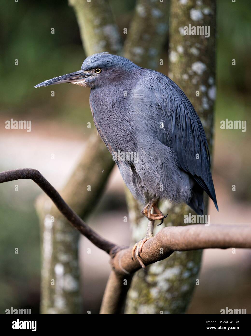 Little Blue bird close-up profile view with a bokeh background perched on a branch displaying its body, head, eye, beak, feet its surrounding Stock Photo