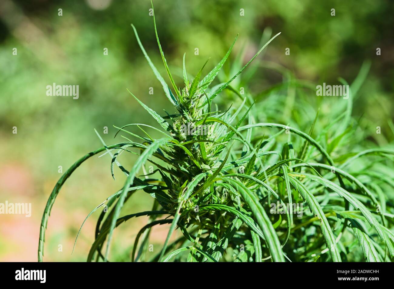 Marijuana plant in home garden,Medical the Cannabis sativa plant. Some people Marijuana herbal use it to relieve symptoms or treat various diseases Stock Photo