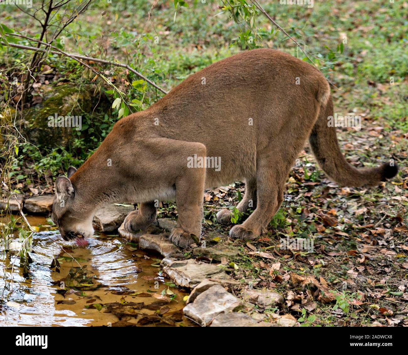 Panther Florida animal close-up profile view drinking water with a foliage background exposing its body, head, ears, eyes, nose, paws, tail. Stock Photo