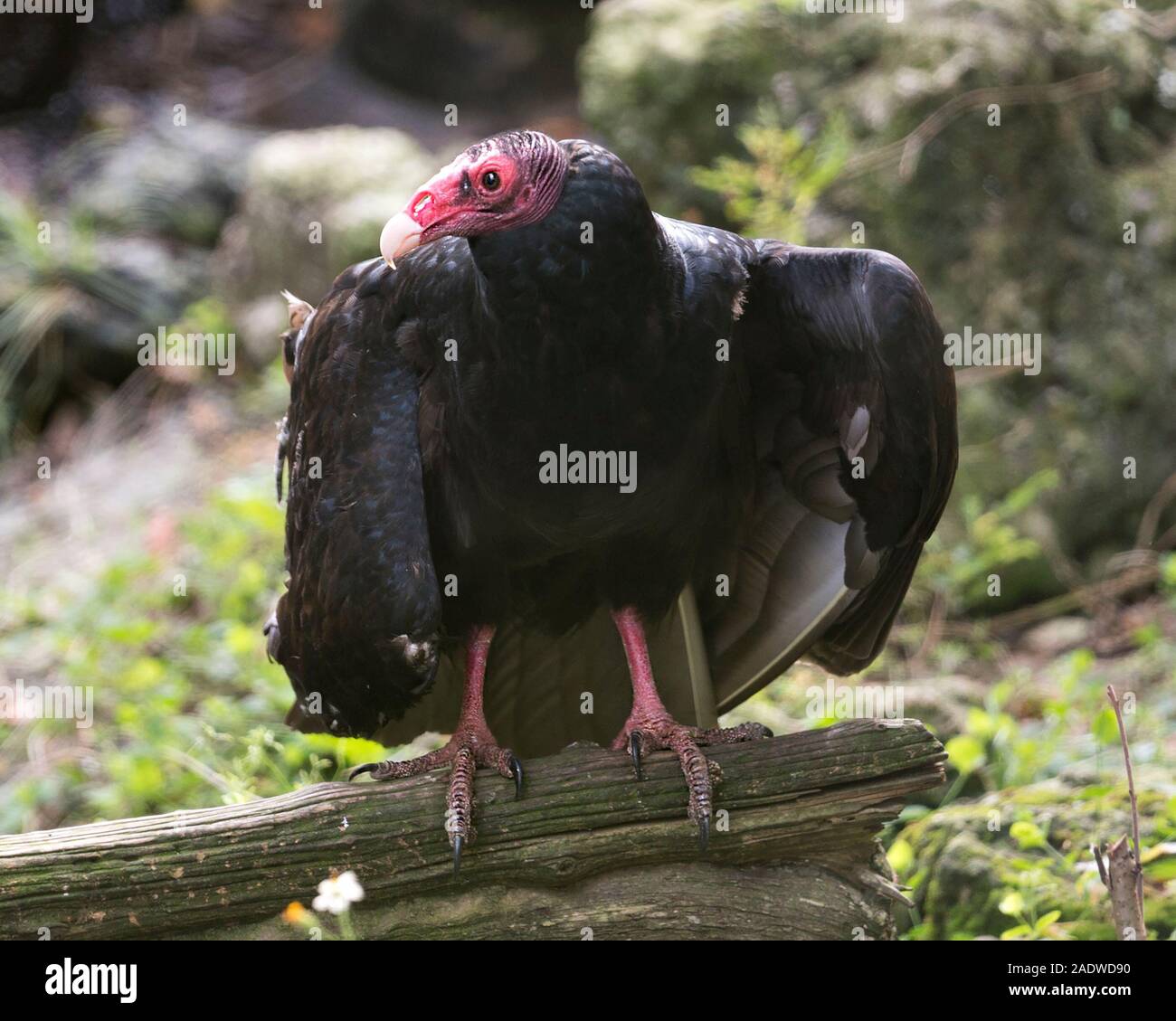 Black vulture bird head close up profile view hi-res stock photography ...