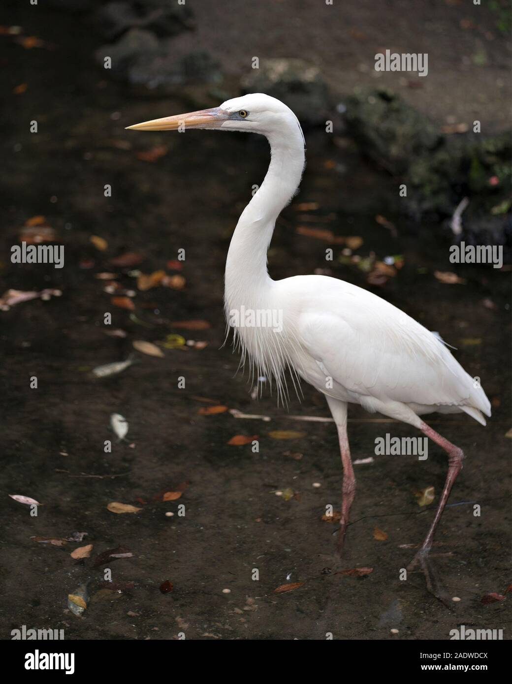 White Heron bird close-up profile view in the water displaying its body, head, eye, beak, long neck, with a black contrast background. Stock Photo
