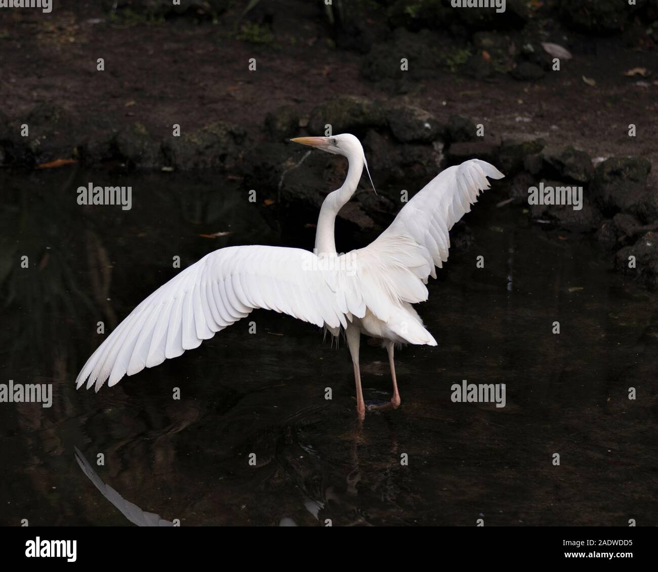 White Heron bird close-up profile view in the water with spread wings displaying its body, head, eye, beak, long neck, with a black contrast backgroun Stock Photo