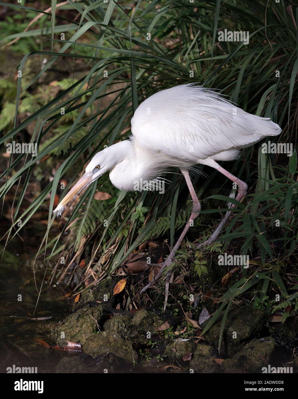 White Heron bird close-up profile view in the water displaying its body, head, eye, beak, long neck, with a beautiful foliage background. Stock Photo