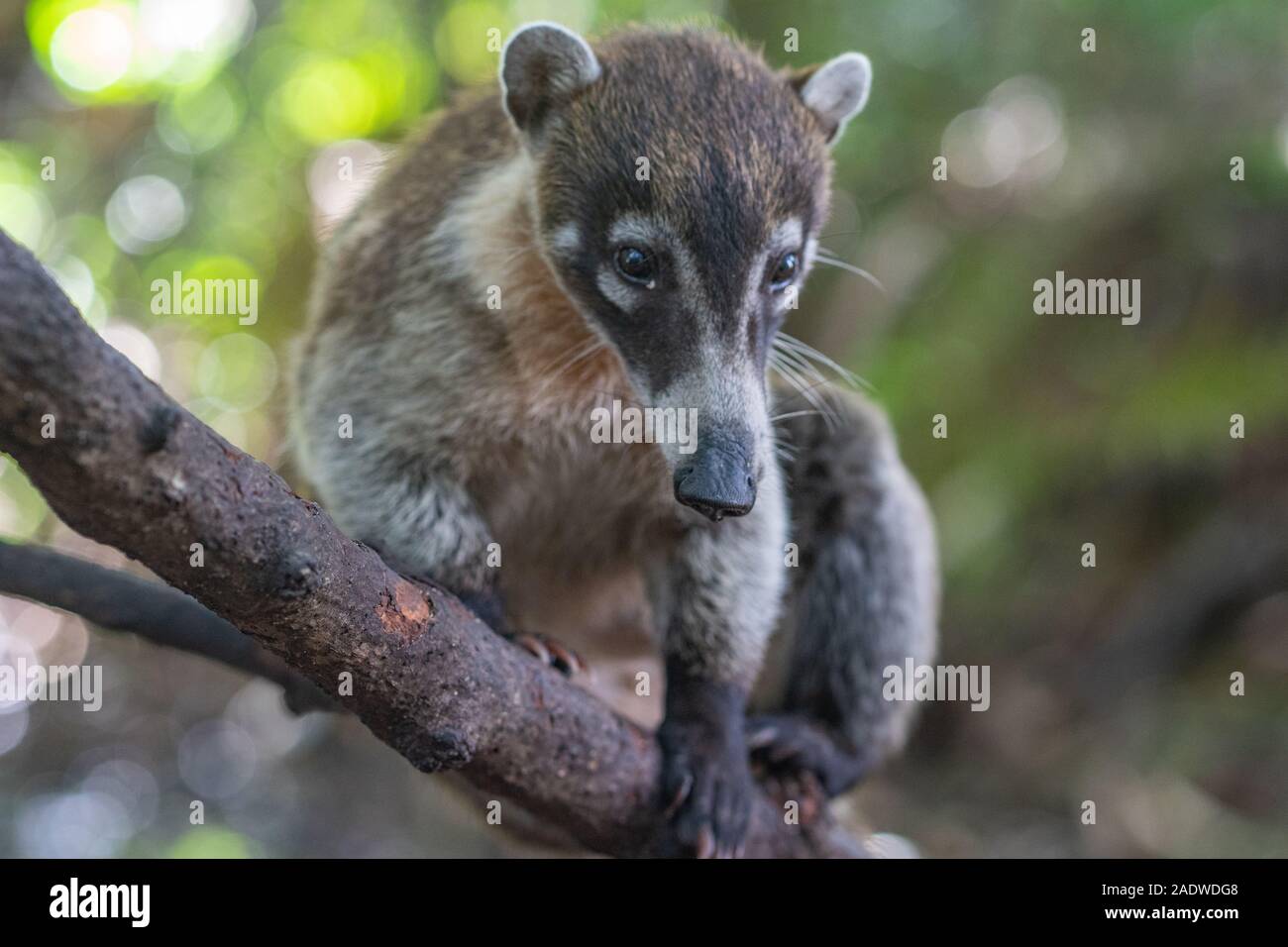 Cute Coati sitting on a tree Stock Photo