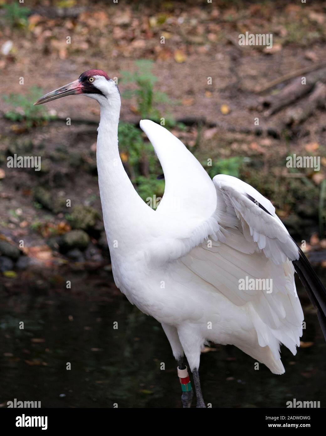 Whopping Crane bird close-up profile view with spread wings with background exposing its red crown on its head, eye, beak in its surrounding. Stock Photo