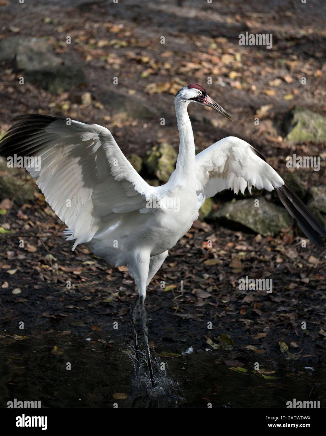 Whopping Crane bird close-up profile view with spread wings with background exposing its red crown on its head, eye, beak in its surrounding . Stock Photo
