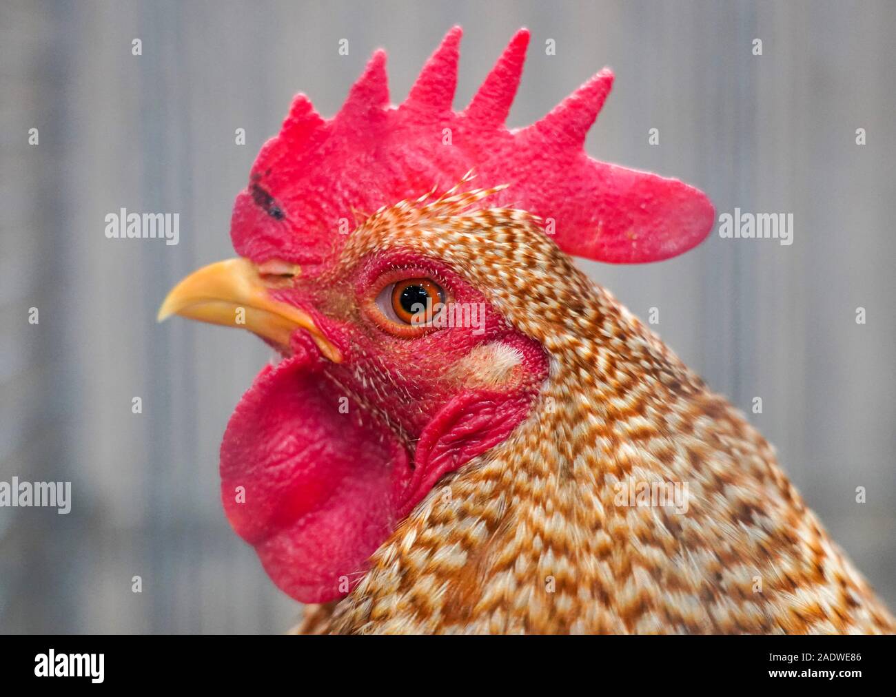 Leipzig, Germany. 05th Dec, 2019. A chicken of the breed 'Bielefelder Zwerg-Kennhühner' is in an exhibition hall for the Lipsia. According to the organizer, the Lipsia is the world's largest show of purebred poultry and a platform for the exchange of information on purebred poultry breeding. 4210 breeders from all over Germany present around 46,750 animals in the exhibition halls. Credit: Peter Endig/dpa-Zentralbild/ZB/dpa/Alamy Live News Stock Photo