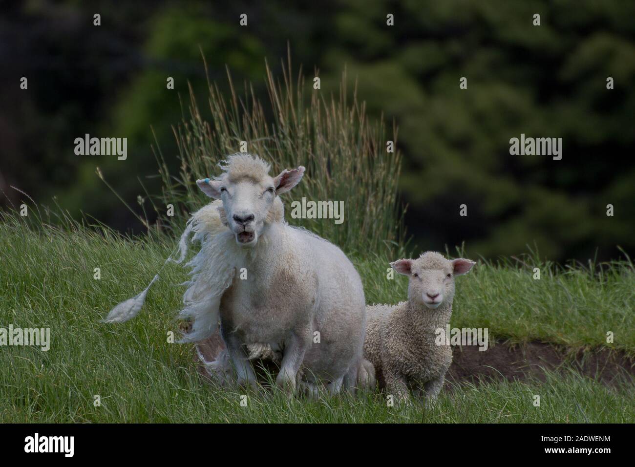 Ragged sheep with lamb. Stock Photo