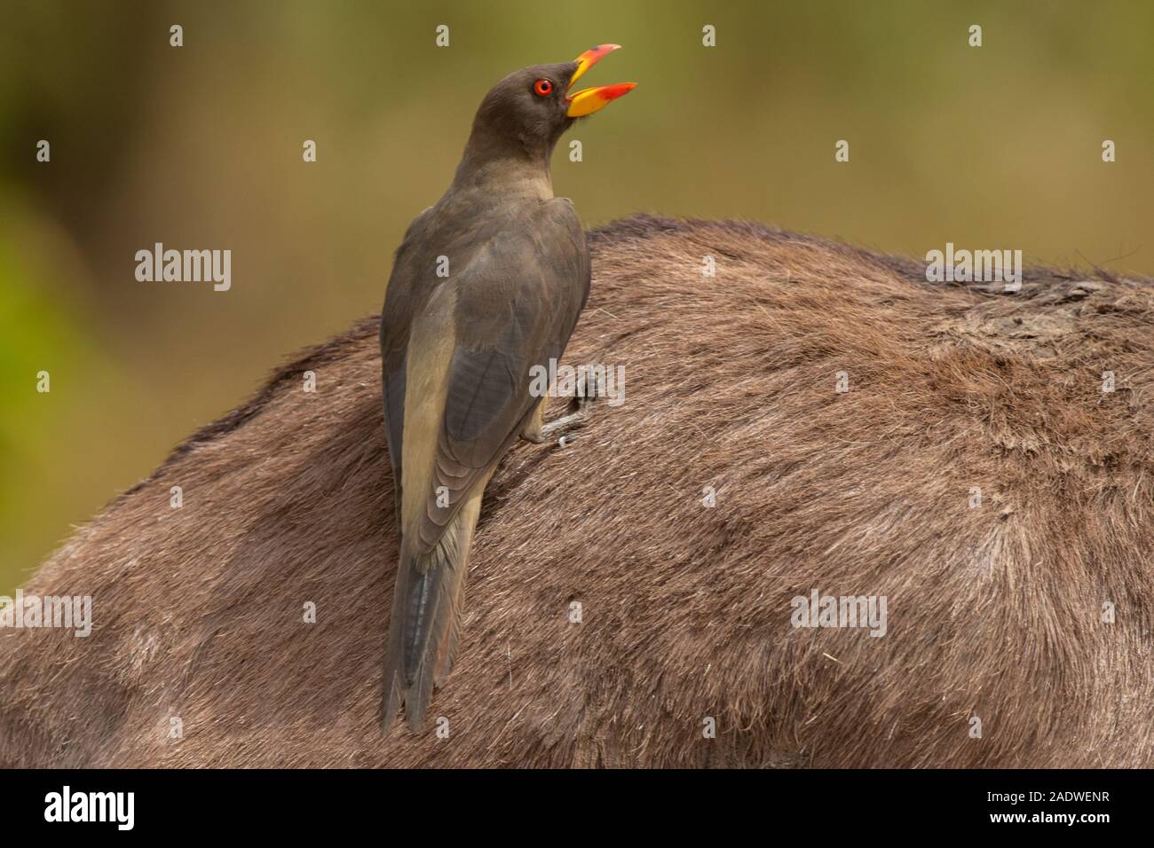 Yellow billed Oxpecker, Buphagus africanus, The Gambia, West Africa Stock Photo